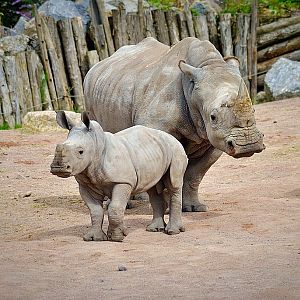 Southern White Rhino with offspring