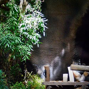 Part of the Gorilla volcano (inside)