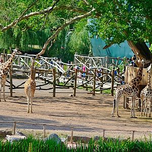 Rothschild Giraffe enclosure