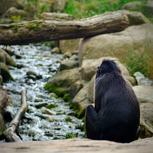 Celebes Crested Macaque enclosure