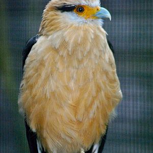 Yellow-headed caracara