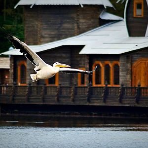 Rosy pelican in free flight