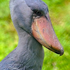 Shoebill