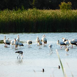 Parc Natural Aiguamolls de L'Emporda