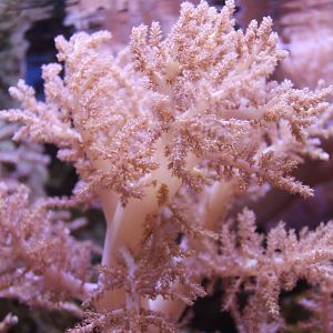 Soft coral species