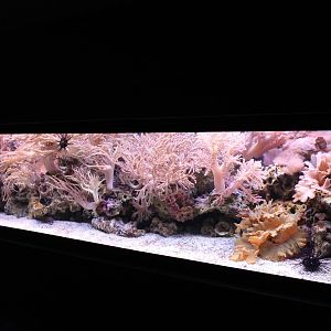 Soft coral tank