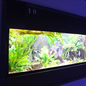 Freshwater angelfish aquarium