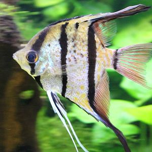 Freshwater angelfish
