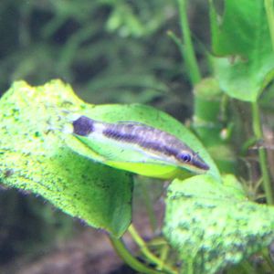 Otocinclus macrospilus