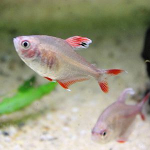 Rosy tetra