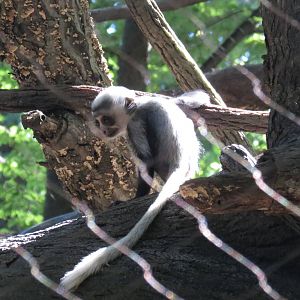 New Angolan Colobus baby