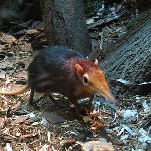 Black and rufous elephant shrew