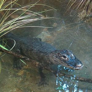 Chinese Alligator
