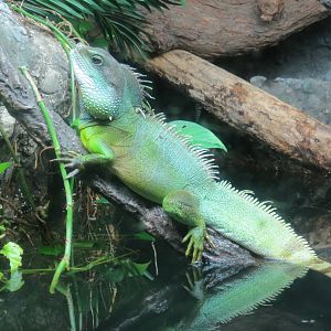 Chinese water dragon?