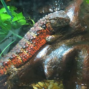 Chinese crocodile lizard