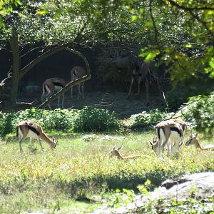 Thompson's gazelle and Lesser Kudu
