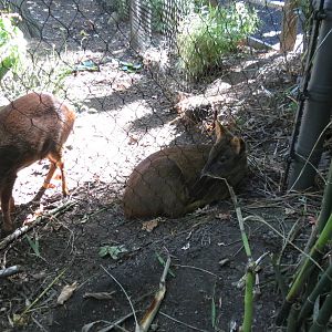 Pudu pair