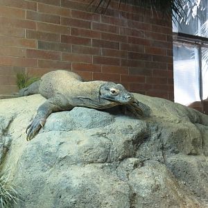 Komodo dragon