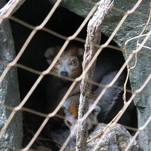 Crowned Lemurs