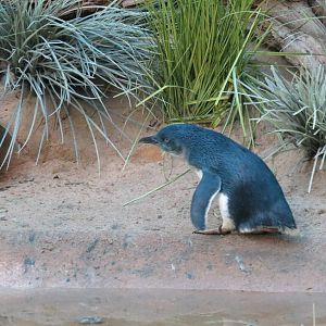 Little Blue Penguin