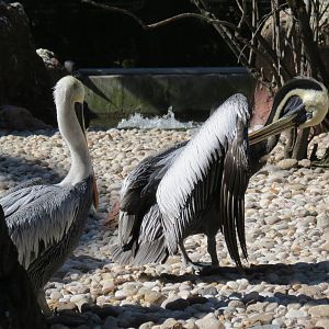 Peruvian Pelicans