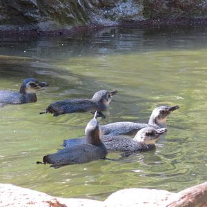 Magellanic Penguin young