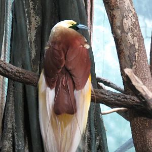 Raginna Bird of Paradise