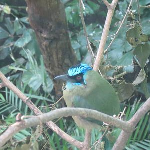 Blue crowned motmot
