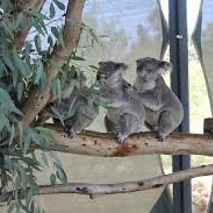 Cohuna Koala Park (Cohuna Wildlife Park) Byford, WA.