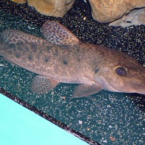 Auchenoglanis occidentalis