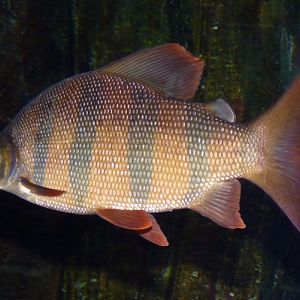 Distichodus sexfasciatus