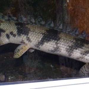 Polypterus palmas