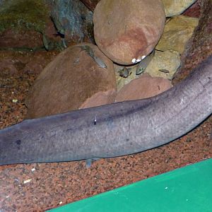 Protopterus annectens