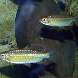 Arnoldichthys spilopterus