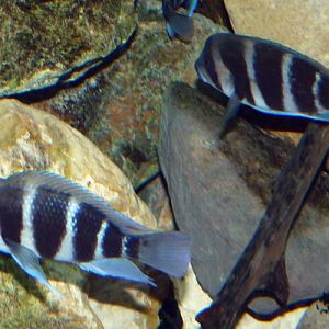 Cyphotilapia frontosa