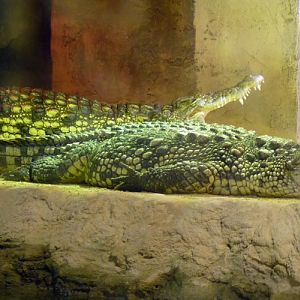 Crocodylus niloticus