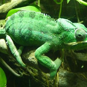 Furcifer pardalis