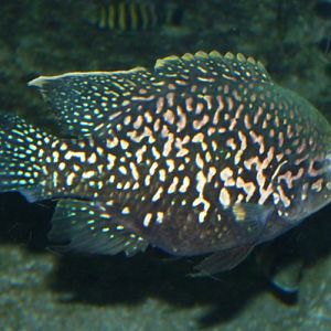 Paratilapia typus "Andapa"