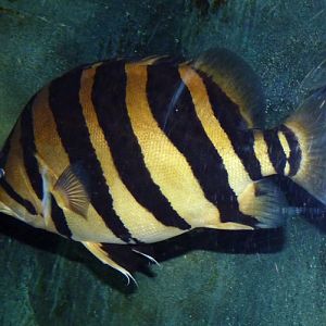 Datnioides microlepis