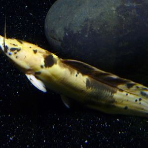 Clarias batrachus