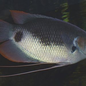 Osphronemus laticlavius