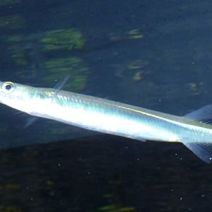 Xenentodon canciloides