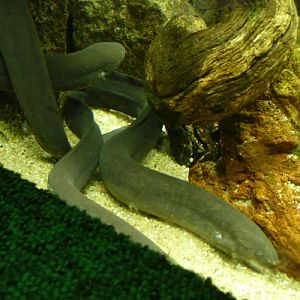 Lepidosiren paradoxa