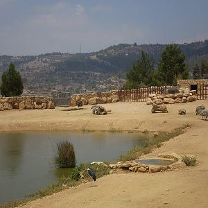 Tisch Family Zoo, Jerusalem July 2008
