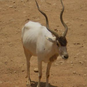 Tisch Family Zoo, Jerusalem July 2008