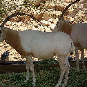Tisch Family Zoo, Jerusalem July 2008