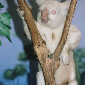 albino koala, summer 2000