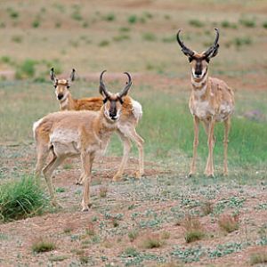 pronghorns, Wildlife West