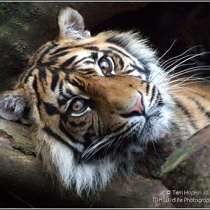 Sumatran Tiger