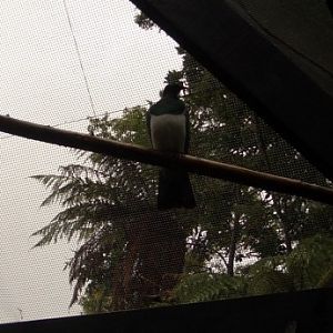 Kereru or New Zealand Pigeon (Hemiphaga novaeseelandiae)